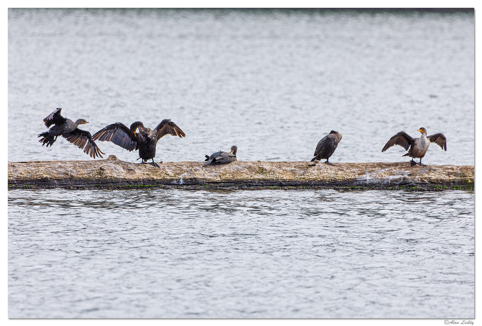 WW-FlorenceCormorants101321.jpg