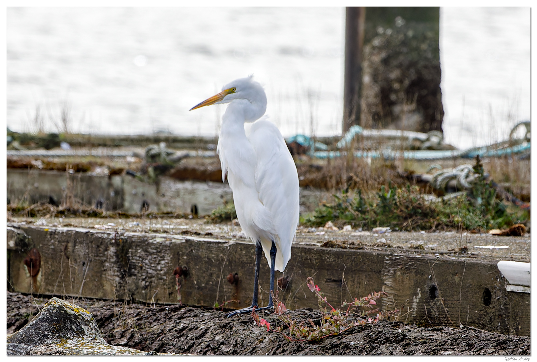 WW-FlorenceEgret101321.jpg
