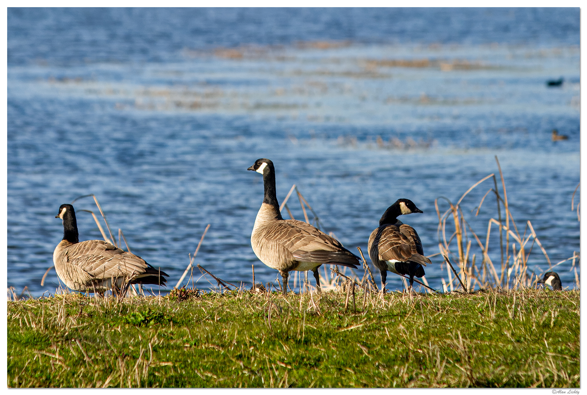 WW-RWR-CanadaGeese021003.jpg