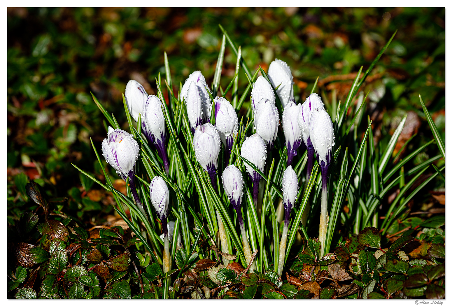 YB-Crocus031423.jpg