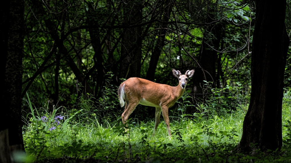 Young Buck
