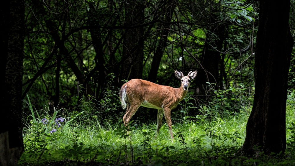 Young Buck
